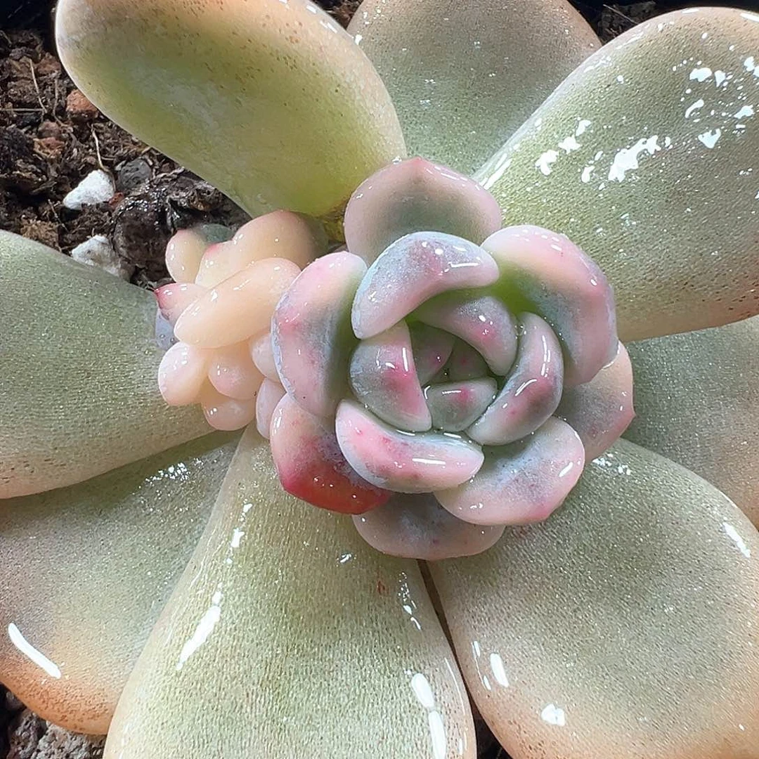 梦露锦 小方花圃一物一拍