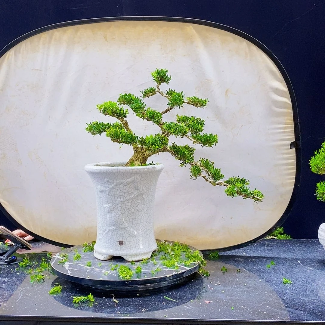 无花朵黄杨盆景造型
