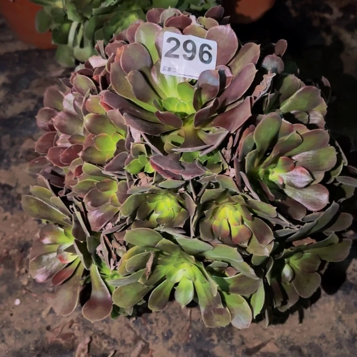 296邵修七彩多肉植物不售后