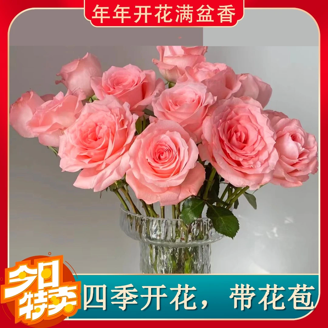 【粉玫瑰】欧洲月季花盆栽四季开花带花苞花苗阳台院子玫瑰蔷薇绿植