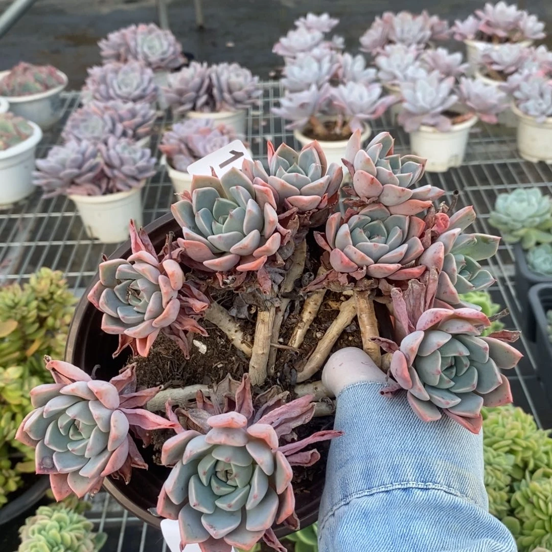 2283红粉佳人一物一拍