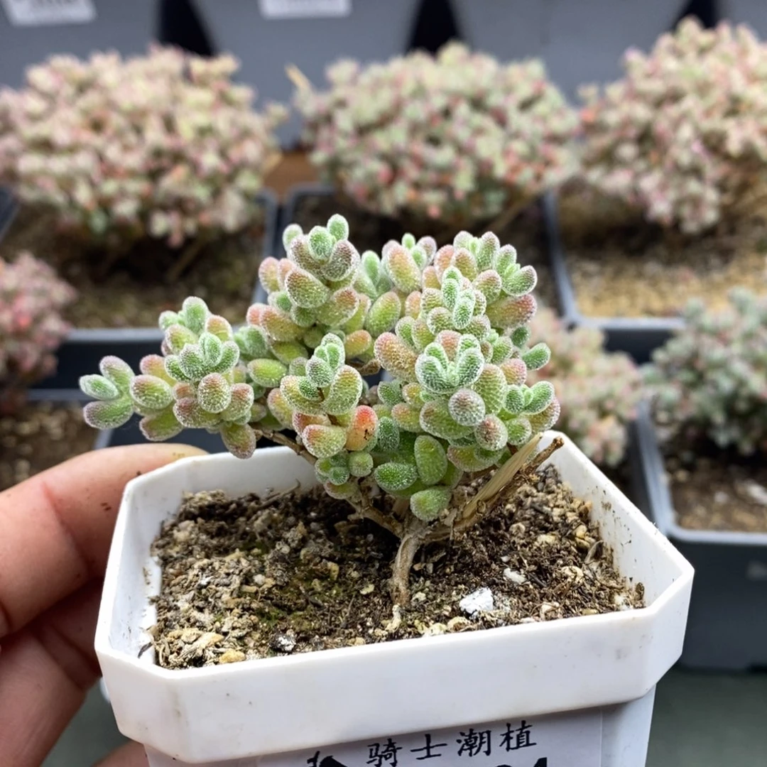 2394实生精控优选冰晶造型桩