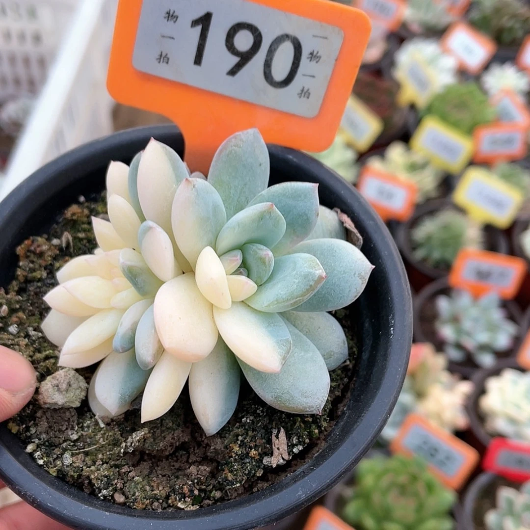 【闪购商品】无花朵N****G190