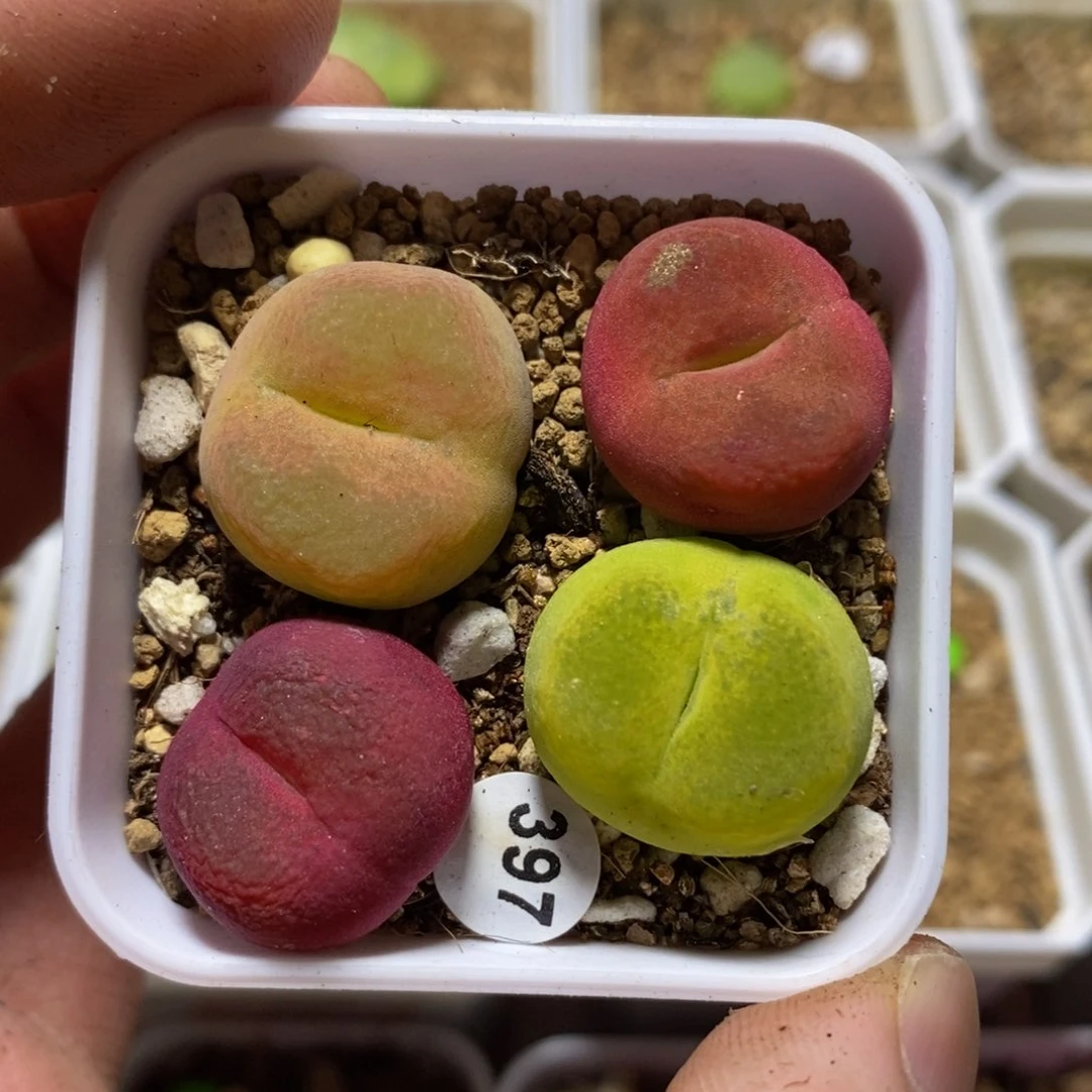 2cm漂亮多肉脱土397