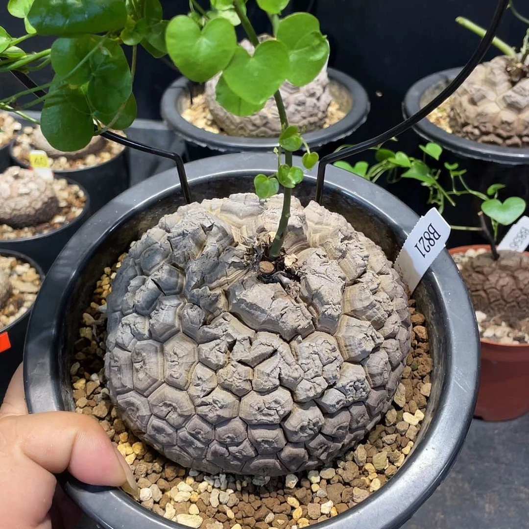 龟甲龙821号不退换