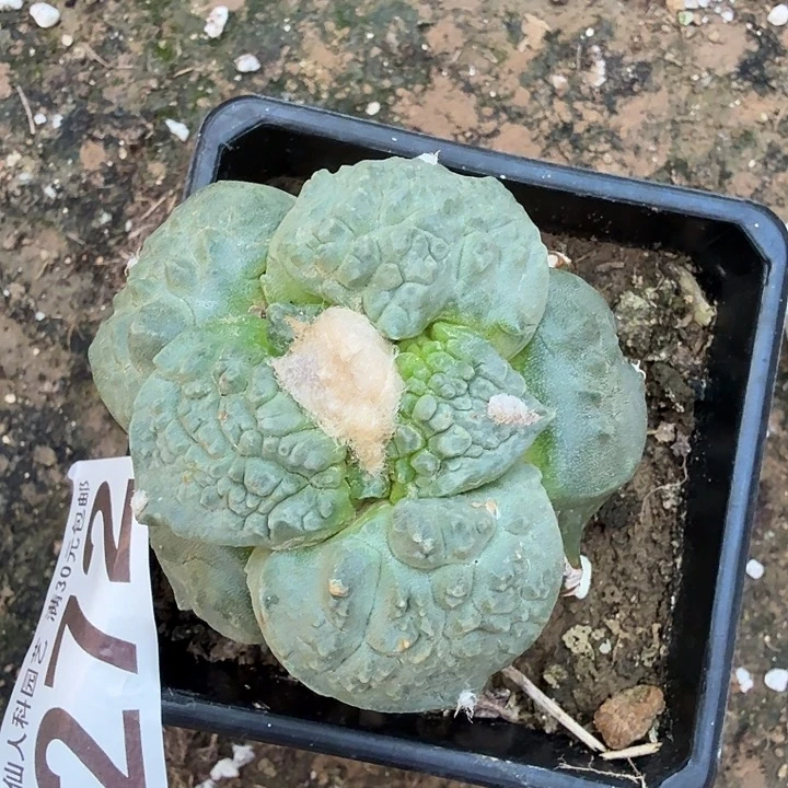 无花朵272白肌大尤哥怒东八