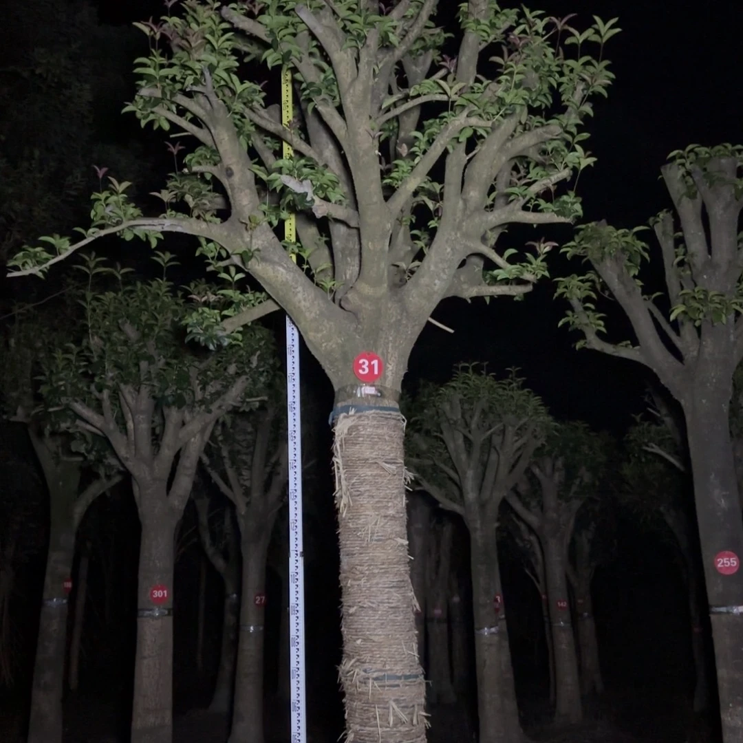 无花朵桂花香飘香的味道让人心