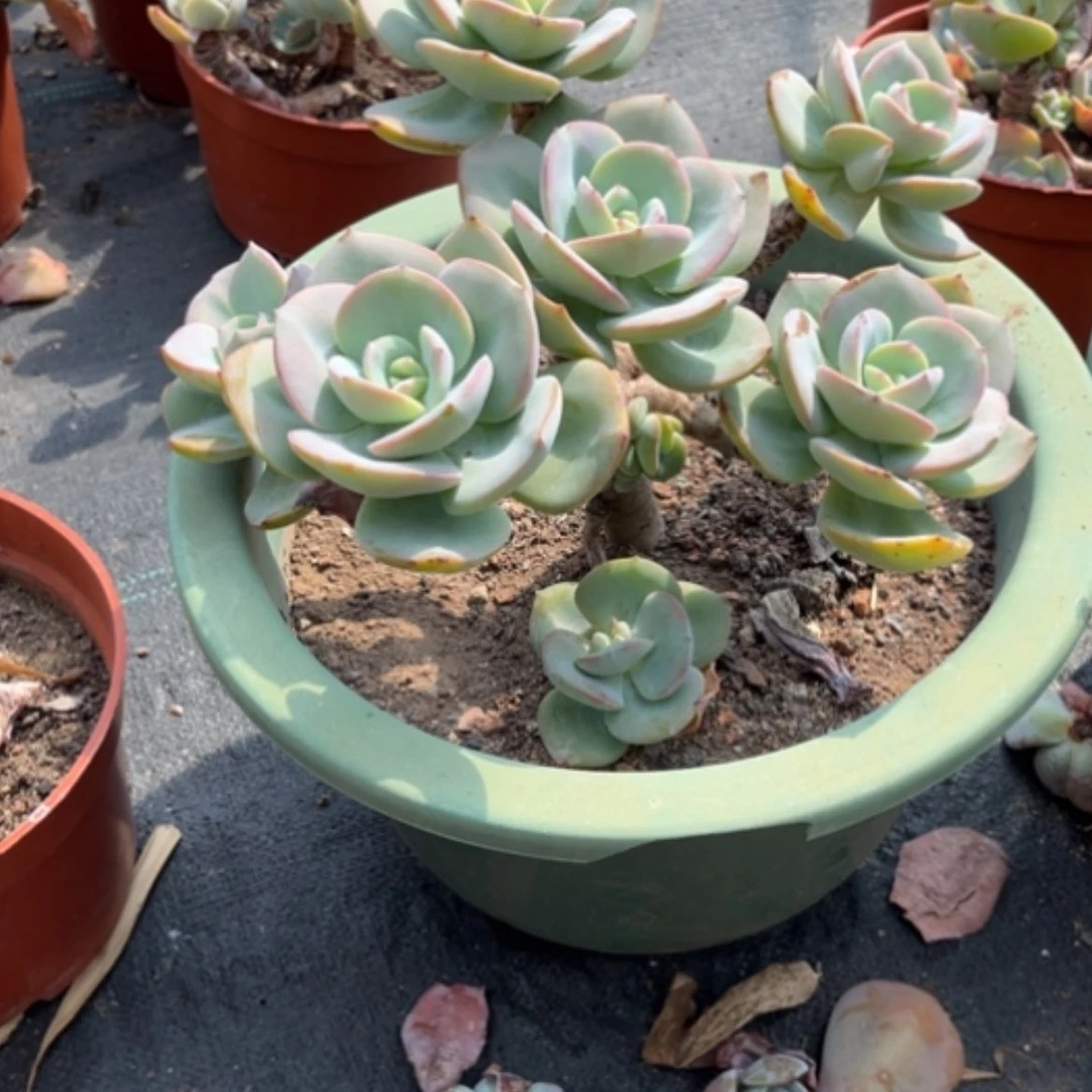 【闪购商品】开*白凤