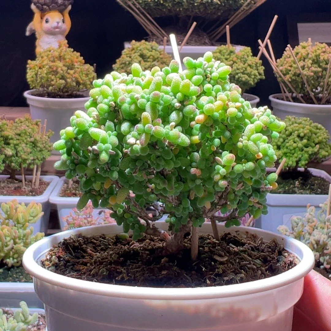 140金桔一物一拍带盆土发货