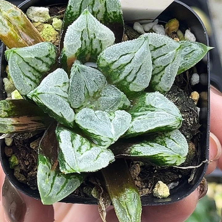 90爱心寿锦发发发发发发