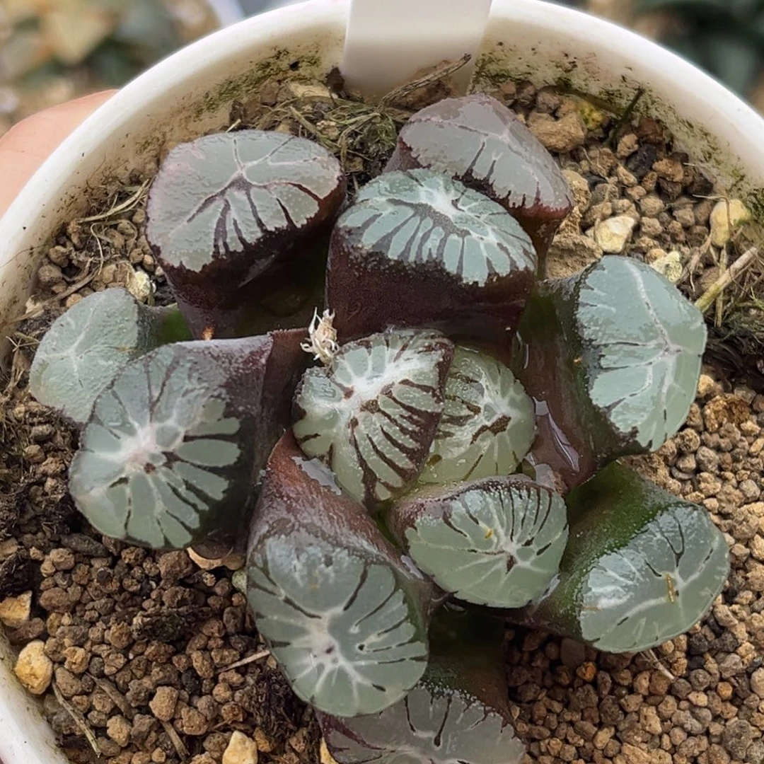 109丹顶万象十二卷多肉