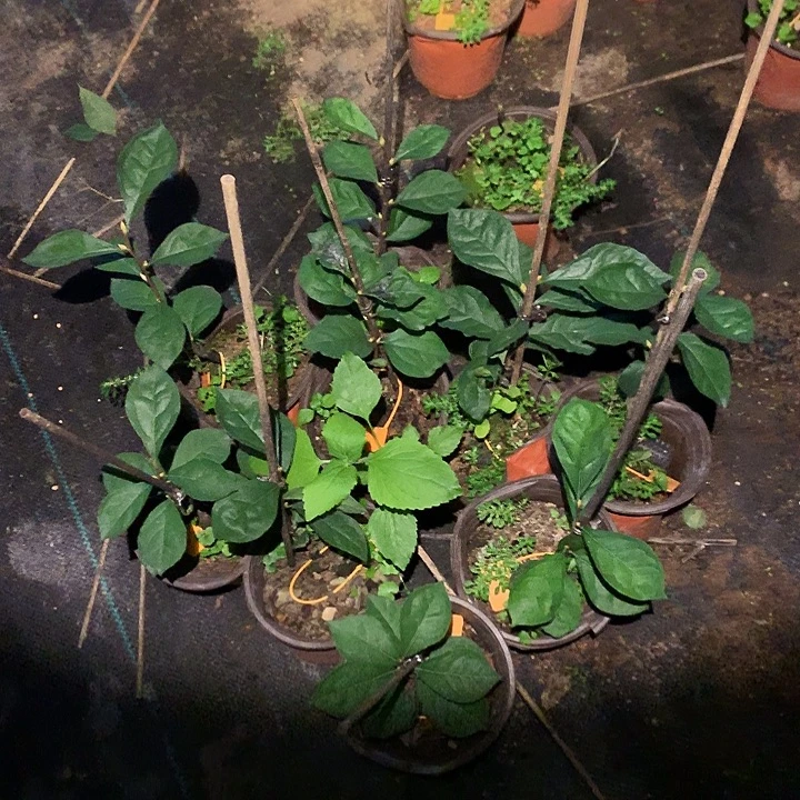 完全开放218嫁接苗26.8