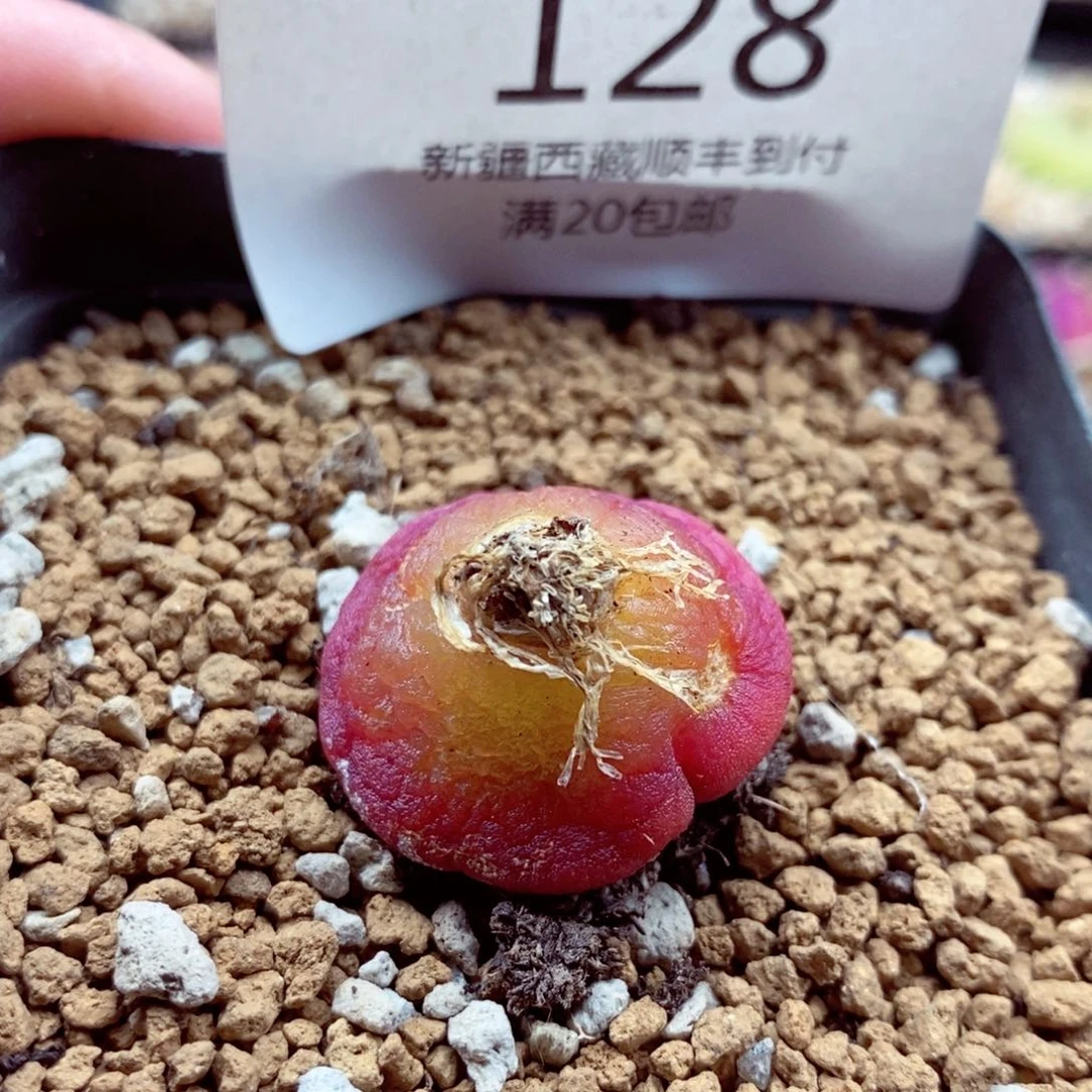 糖***?我是一只小小鸟地域鬼的128