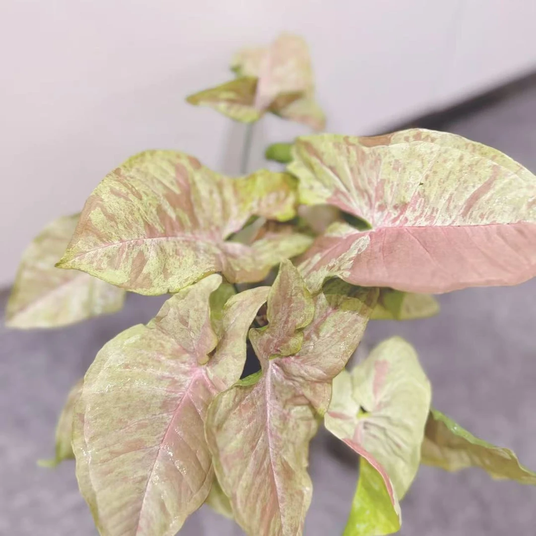 牛奶纸屑合果芋网红热植稀有室内阳台桌面耐阴多年生盆栽