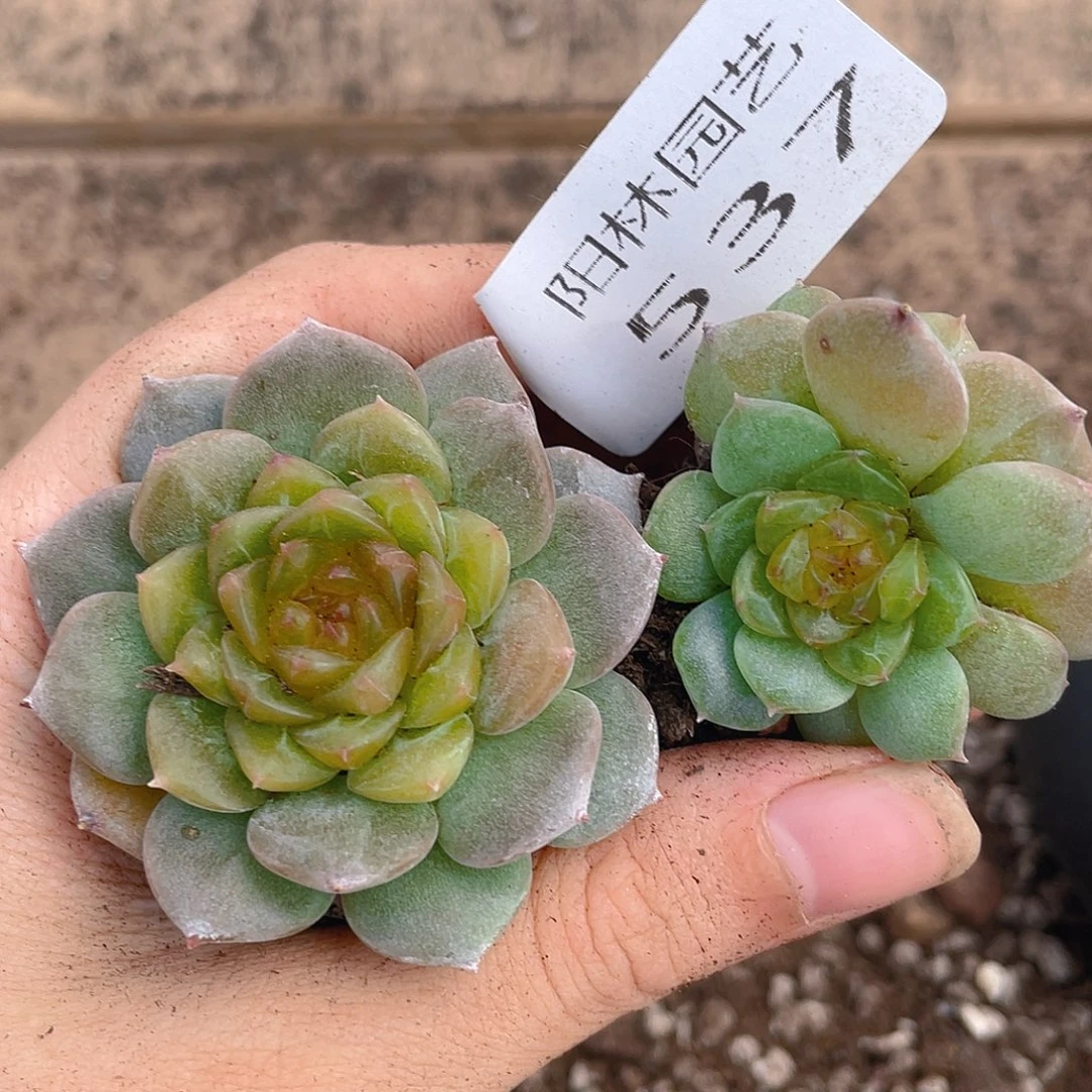 多肉植物多肉植物537