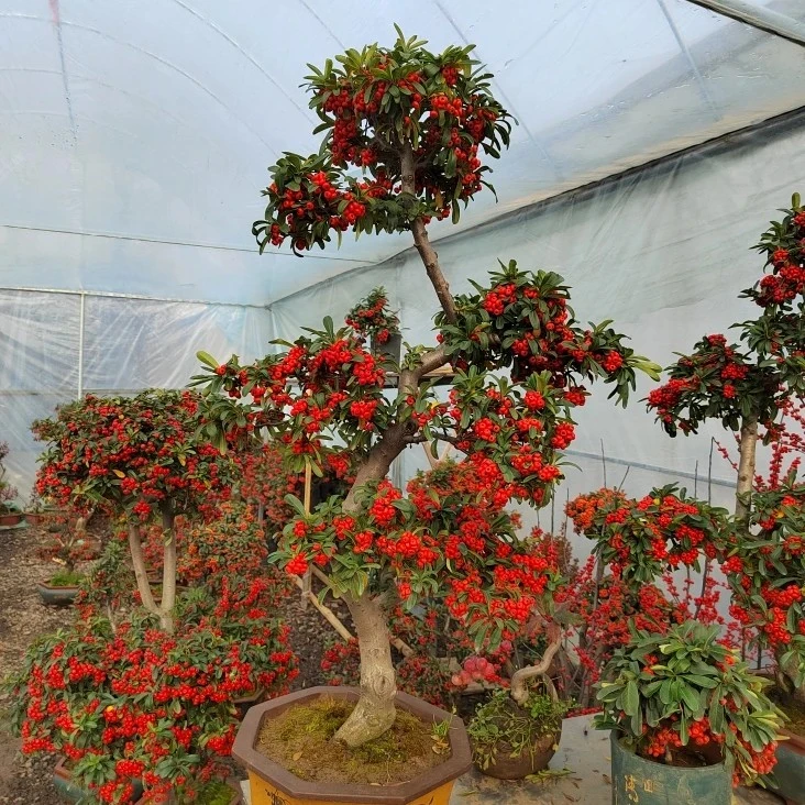 火棘盆栽植物吉祥果室内外好养四季可观赏绿植