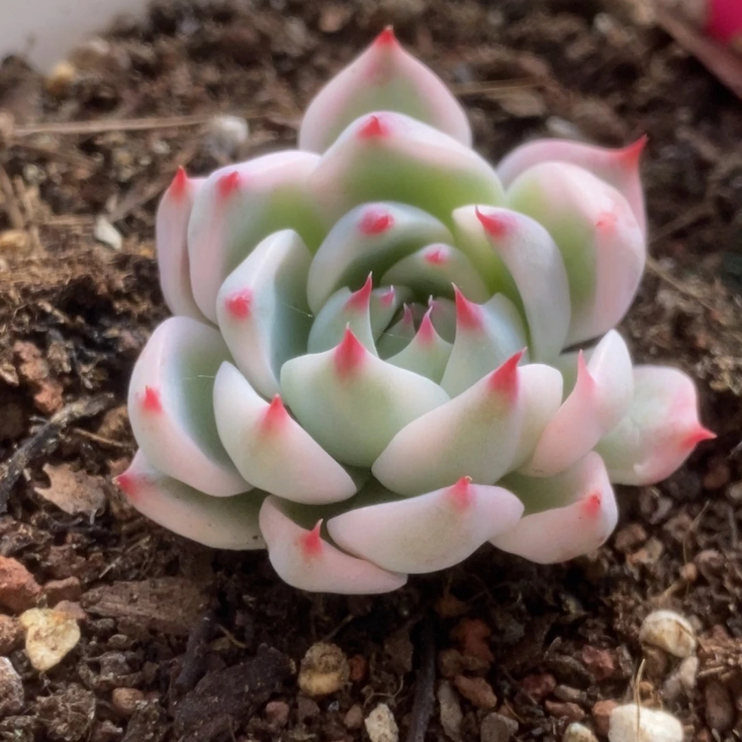 619吉娃娃5公分小的