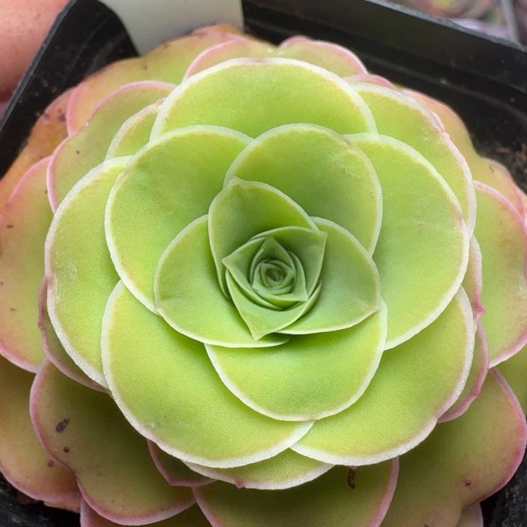 楹楹-26不知名花朵脸-冠幅   5cm