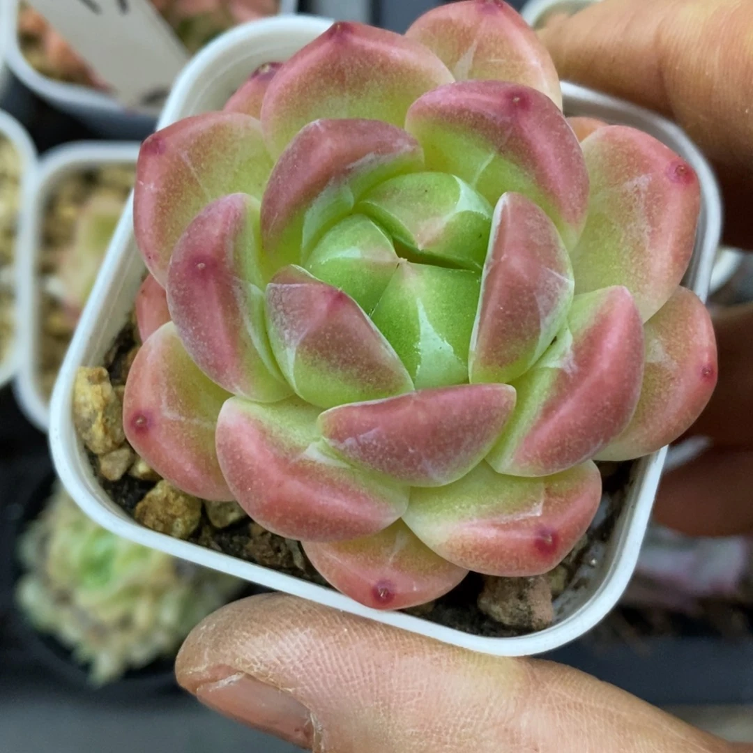 精品多肉一物拍不包整67