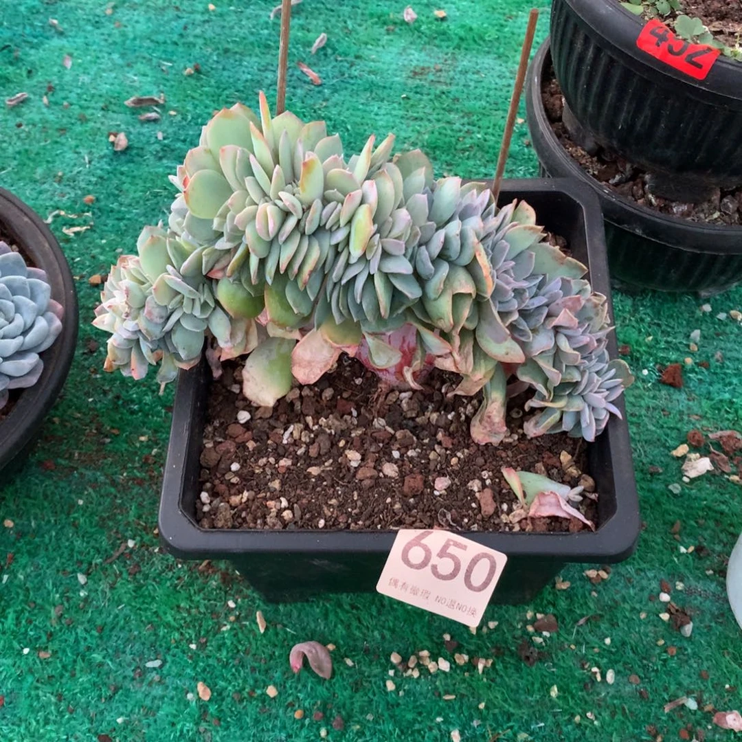 650白凤缀多肉植物