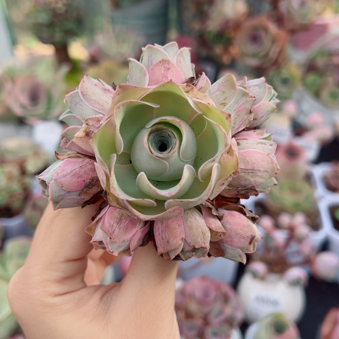 280粉玫瑰手捧花。