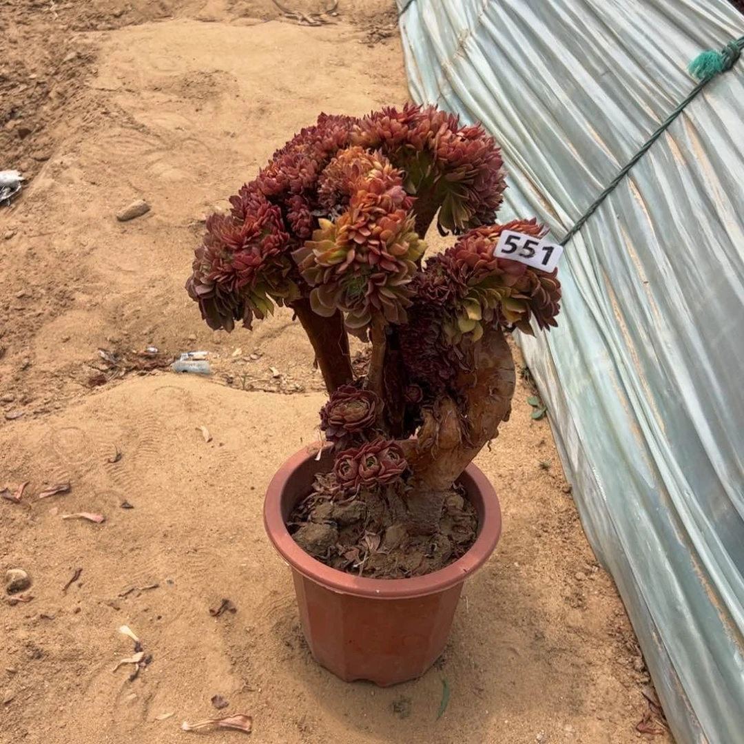 有伤万缀551高35