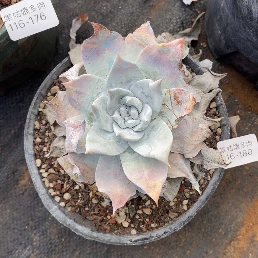 180号普西小可爱呀