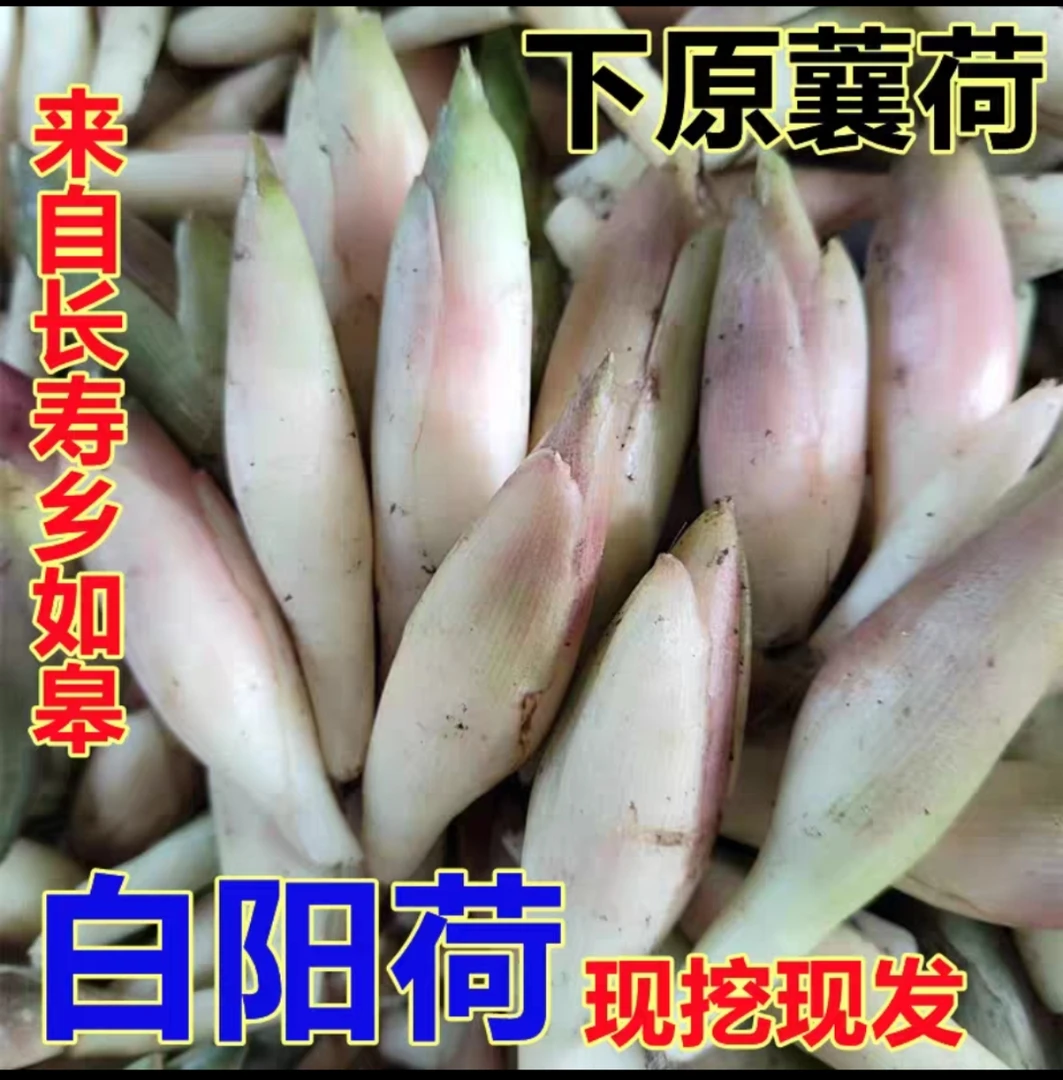 如皋白阳荷 (关注领券) 顺丰绿阳荷姜 有花苞南通如皋 下原蘘荷