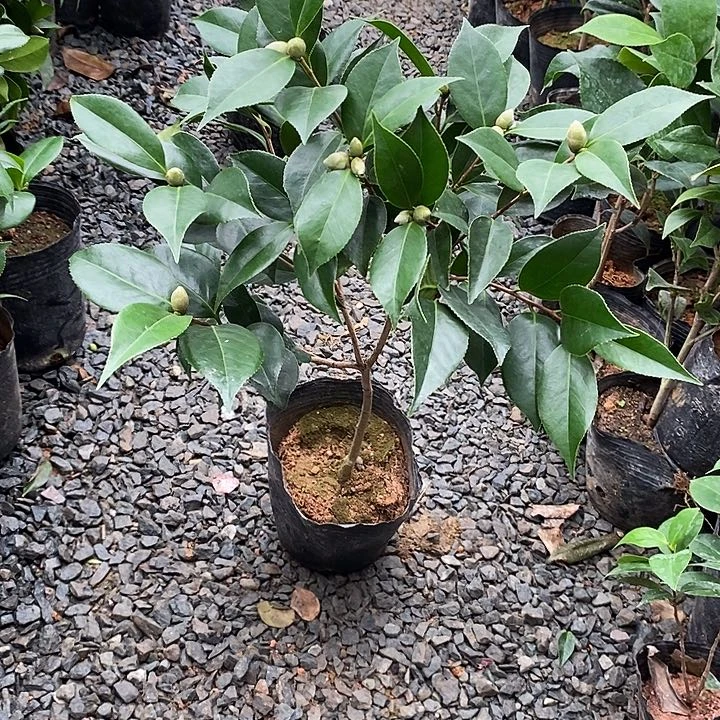白五 白喷 无花朵少量花苞