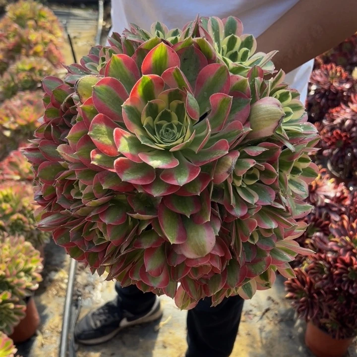 16.8粉玲珑一棵包邮