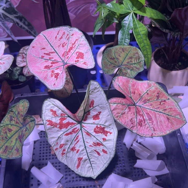 ****完全开放8515 孤品 热植