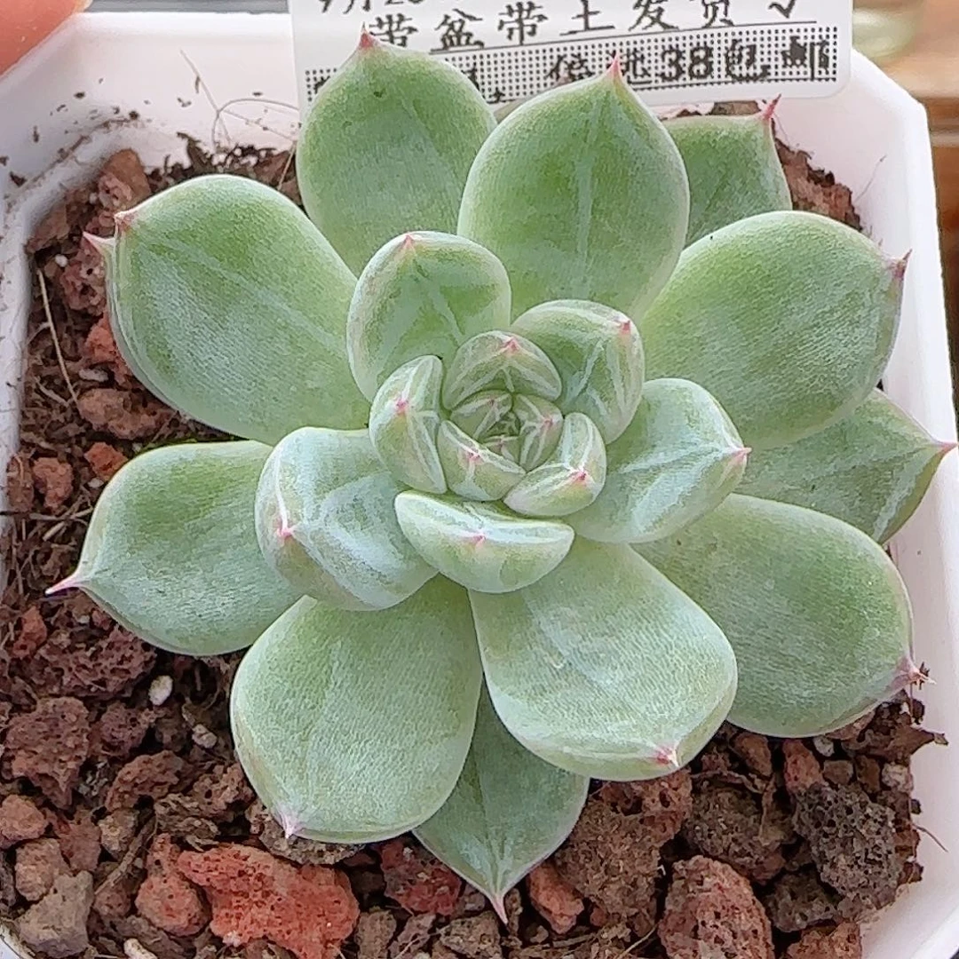 多肉0925--221雪花珍妮