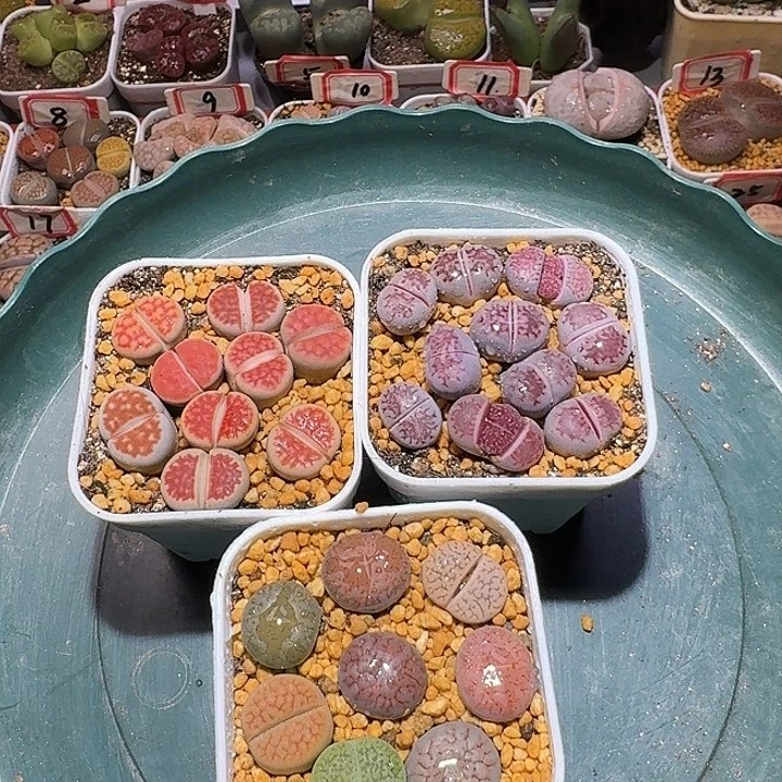 ****英生石花2:：，在。 12号