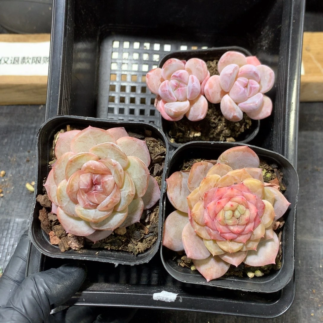 懒羊羊精品一物一拍