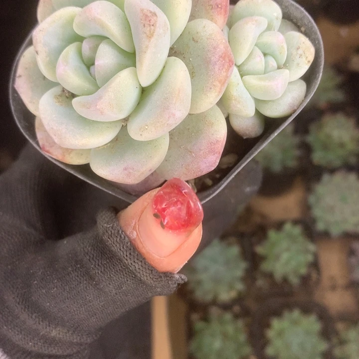 冰玉双。大（满9.99包邮不满9.99发叶子）