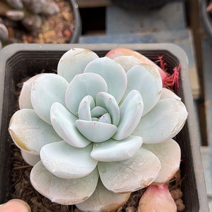 韩版奶茶惊鸿一物一拍包装收缩花旱
