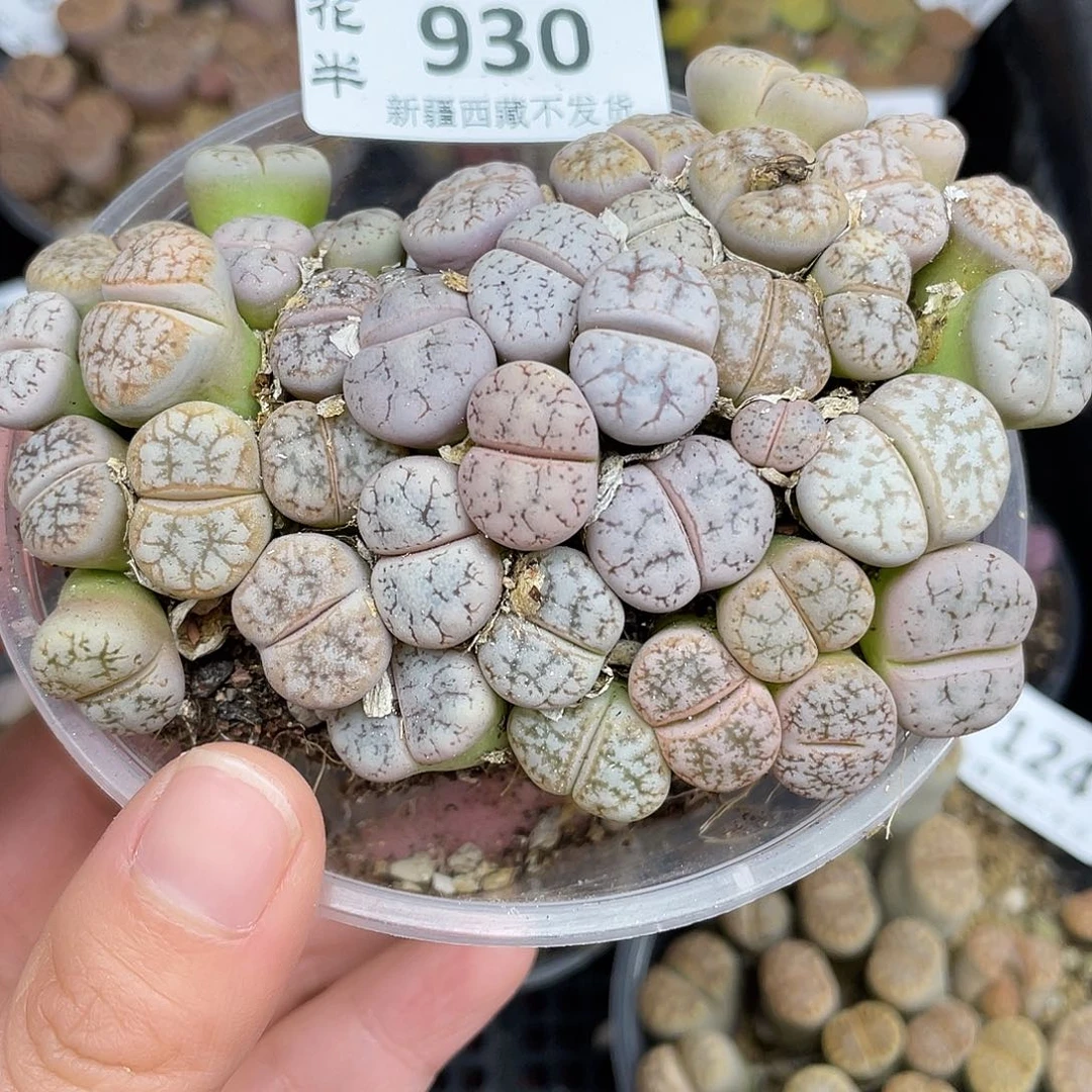 93000000花花花花花花花花