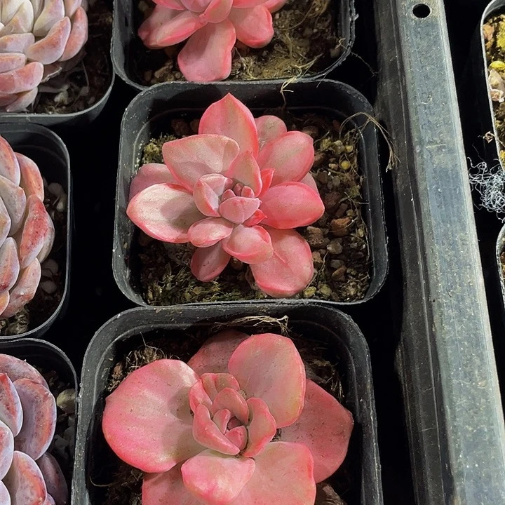 单头彩虹糖锦带盆土发