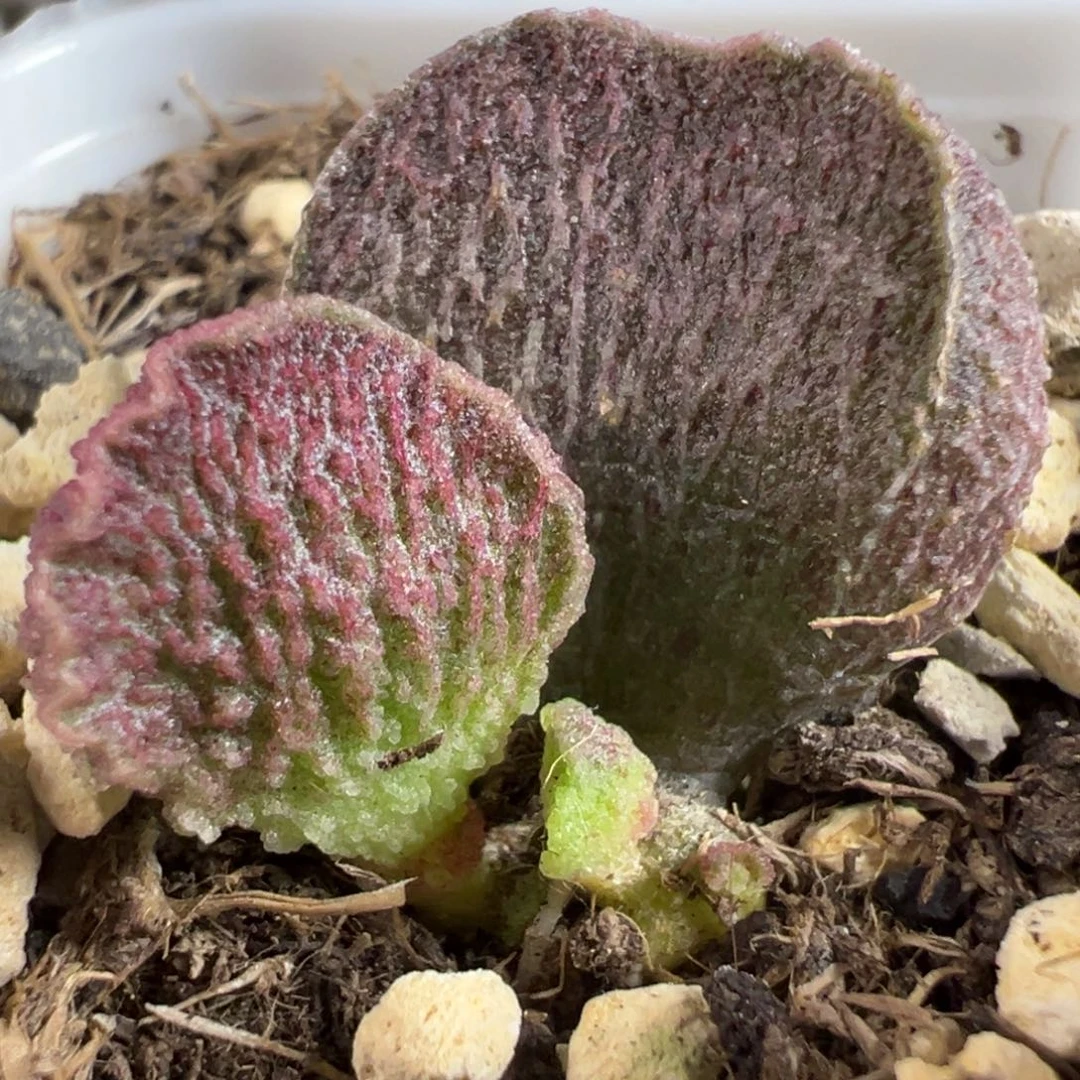 实生新品大苗多肉植物水泡多肉植物