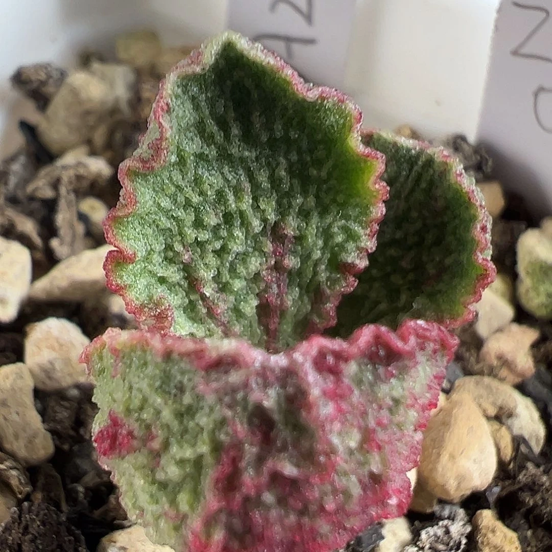 实生新品024-A228