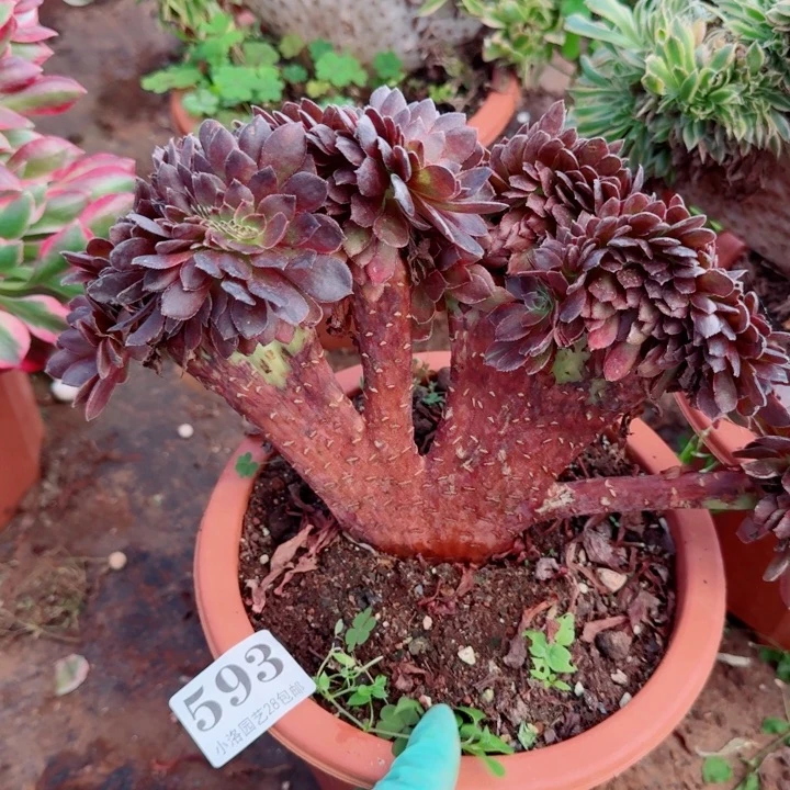 593花花公子缀化多肉植物满28包邮