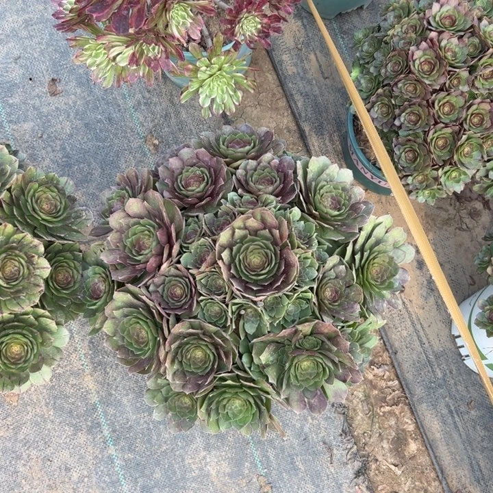 43万圣节多肉多肉多肉