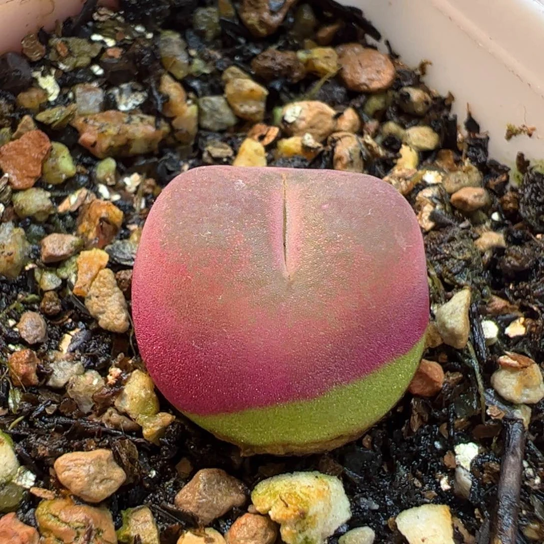 172多肉植物百科