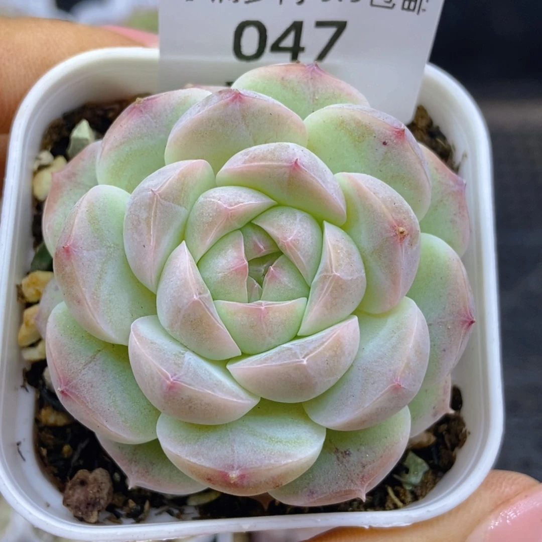 一物一拍9.9包邮047