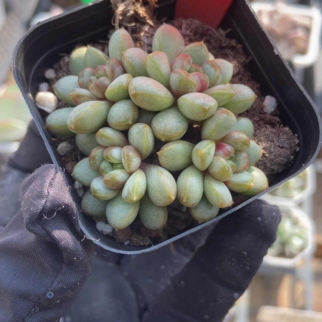 1742葡萄多肉植物保护