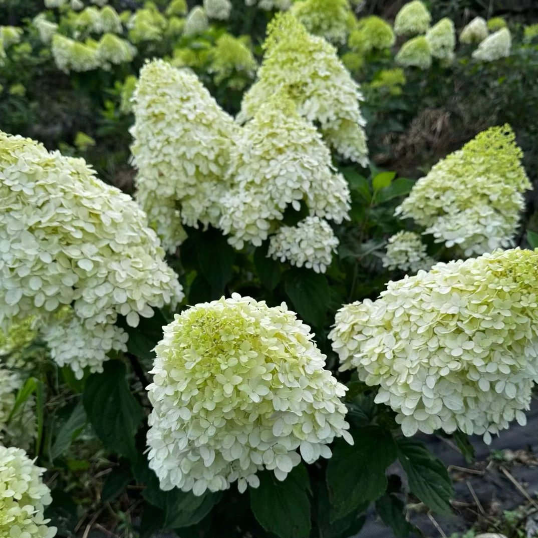 圆锥绣球品种随机2加（已发货不支持拒签或仅退款）