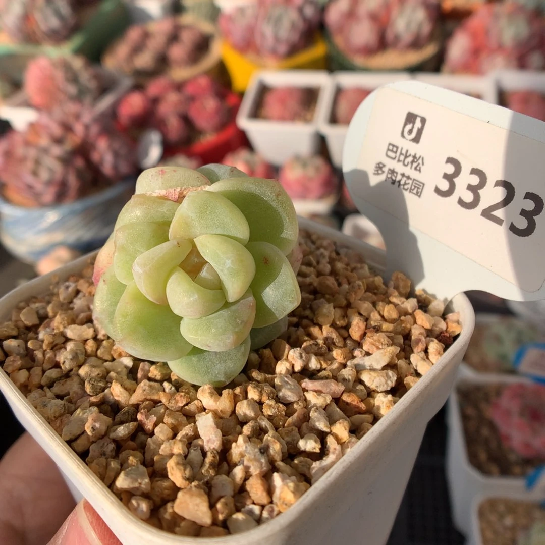 3323双头异色冰玉石化福利