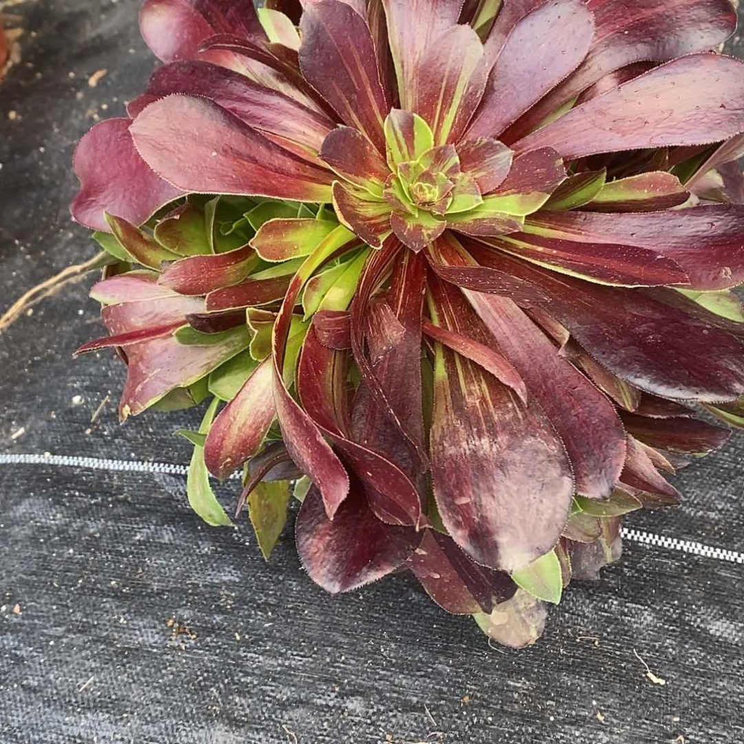 394欧若拉多肉法师