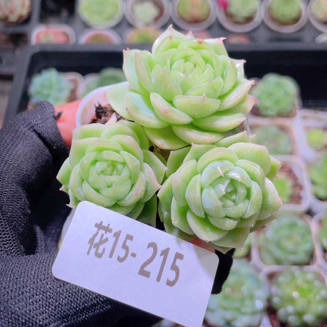 小***️花利美15-215珍妮