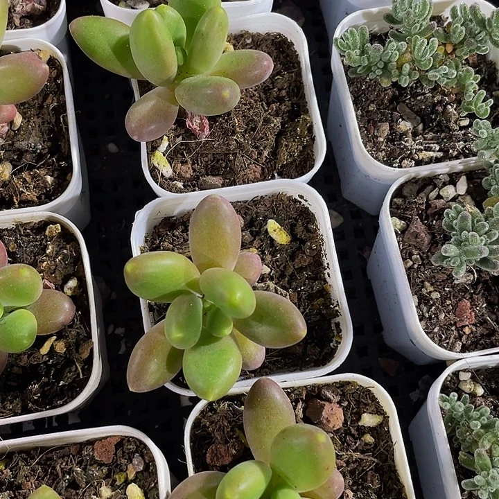 单头芒果奶带盆土发